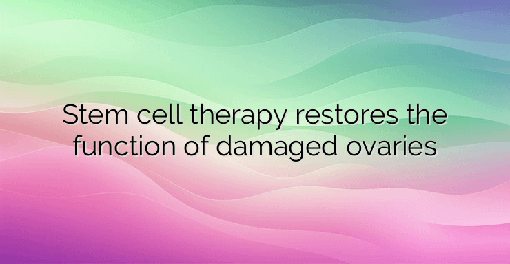 Stem cell therapy restores the function of damaged ovaries