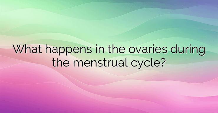 What happens in the ovaries during the menstrual cycle?